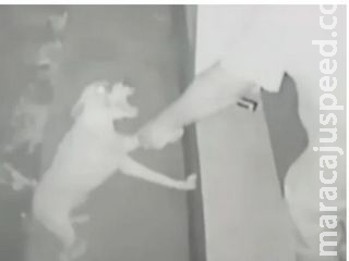 Flagrado por câmera agredindo cachorro com cinto e atirando contra animal é preso em MS Flagrado por câmera agredindo cachorro com cinto e atirando contra animal é preso em MS