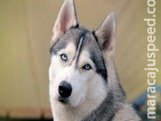 Furto de cachorro termina com duas pessoas presas em cidade de MS Furto de cachorro termina com duas pessoas presas em cidade de MS
