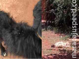 Homem que deixou cachorros sem água e comida é multado em R$ 1,5 mil em Campo Grande Homem que deixou cachorros sem água e comida é multado em R$ 1,5 mil em Campo Grande