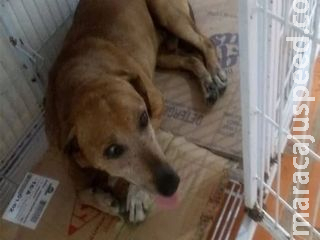 Homem tenta impedir espancamento de cachorro em praça e acaba agredido a chutes Homem tenta impedir espancamento de cachorro em praça e acaba agredido a chutes