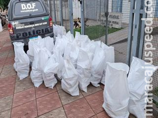Motorista é preso na MS-164 com mais de 700 quilos de maconha Motorista é preso na MS-164 com mais de 700 quilos de maconha