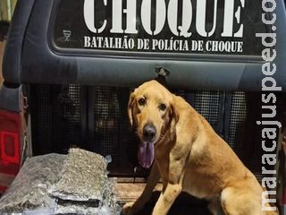 ‘Ozzy’ fareja droga e ajuda PM a prender dois traficantes em rodoviária ‘Ozzy’ fareja droga e ajuda PM a prender dois traficantes em rodoviária