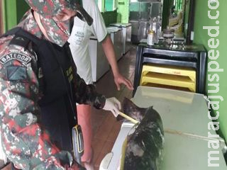 PMA fiscaliza estoque de pescado em peixarias e restaurantes de Campo Grande e do interior de MS PMA fiscaliza estoque de pescado em peixarias e restaurantes de Campo Grande e do interior de MS
