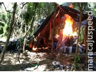 Polícia destrói nova roça de maconha na fronteira com MS