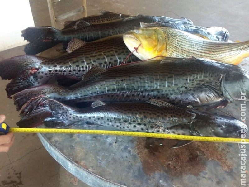 Polícia Militar Ambiental de Três Lagoas apreende 30 kg de pescado incluindo dourado que está com pesca proibida em rancho no rio Verde em Água Clara
