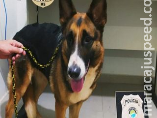 Polícia recupera cão furtado do CCZ em Campo Grande Polícia recupera cão furtado do CCZ em Campo Grande