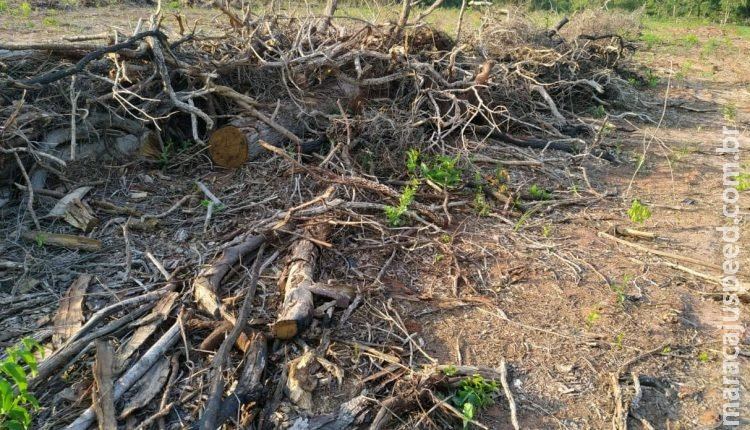 Proprietária rural é autuada por desmatamento e exploração de madeira ilegais Proprietária rural é autuada por desmatamento e exploração de madeira ilegais