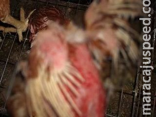 Vizinho é suspeito de mutilar galinha arrancando penas e pedaços das asas Vizinho é suspeito de mutilar galinha arrancando penas e pedaços das asas