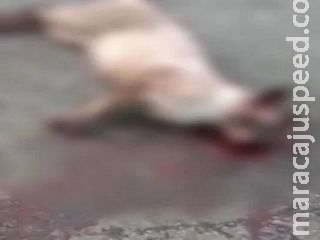 Após receber ameaças, mulher encontra cães envenenados e um morre Após receber ameaças, mulher encontra cães envenenados e um morre