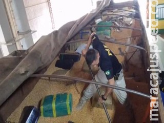 Apreensões de carretas lotadas de maconha dão prejuízo de R$ 18 milhões ao crime organizado Apreensões de carretas lotadas de maconha dão prejuízo de R$ 18 milhões ao crime organizado
