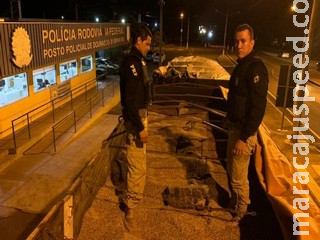 Carreta com maconha escondida em carga de aveia é apreendida em MS Carreta com maconha escondida em carga de aveia é apreendida em MS