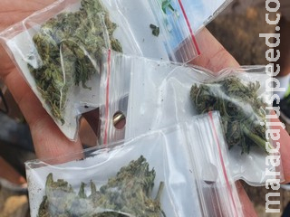 Casal é preso vendendo maconha e mulher tenta esconder arma no porta luvas Casal é preso vendendo maconha e mulher tenta esconder arma no porta luvas