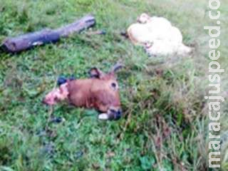 Criminosos furtam e carneiam três novilhas de sítio em Itaporã