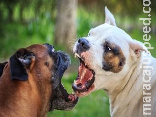Desavença por causa de cachorros termina em pancadaria entre vizinhos Desavença por causa de cachorros termina em pancadaria entre vizinhos