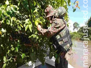 Dois espinhéis com 30 anzóis são apreendidos no Rio Miranda Dois espinhéis com 30 anzóis são apreendidos no Rio Miranda