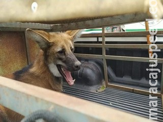 Em Bela Vista, Lobo-guará invade quinta de casa e PMA realiza o resgate Em Bela Vista, Lobo-guará invade quinta de casa e PMA realiza o resgate