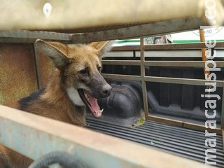 Em Bela Vista, Lobo-guará invade quinta de casa e PMA realiza o resgate