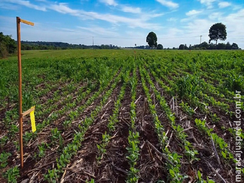 Fundação MS inicia programa de enfrentamento à viroses e enfezamentos em Mato Grosso do Sul Fundação MS inicia programa de enfrentamento à viroses e enfezamentos em Mato Grosso do Sul