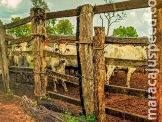 Gerente de fazenda vende gado sem autorização e acaba preso por furto dos animais Gerente de fazenda vende gado sem autorização e acaba preso por furto dos animais