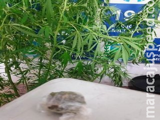 Há informações, que não foram confirmadas pela Polícia Nacional do Paraguai, que mais pessoas foram feridas pelo ataque e que uma delas teria sido levada para um hospital.