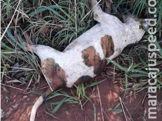 Justiça determina busca e suspeito de matar cachorro a tiros é preso com arma