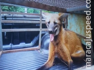 MS Selvagem: Lobo-guará de grande porte é encontrado em quintal de residência em MS MS Selvagem: Lobo-guará de grande porte é encontrado em quintal de residência em MS