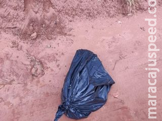 Mulher é presa após matar filhote de pitbull e espancar e expulsar filha de 15 anos