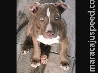 Mulher é presa por agredir, expulsar filha de 15 anos de casa e matar cachorro