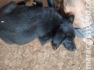 Pit bull solto mata cadela de 9 anos e assusta vizinhança no Jardim Carioca Pit bull solto mata cadela de 9 anos e assusta vizinhança no Jardim Carioca