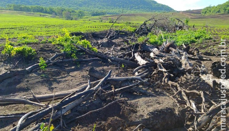 Polícia flagra crime ambiental e três estão foragidos de fazenda que escravizava crianças em MS