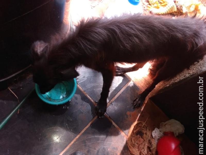 Polícia Militar Ambiental de Campo Grande autua estudante de 26 anos por maus tratos ao deixar cachorro sem água, sem alimentação e doente Polícia Militar Ambiental de Campo Grande autua estudante de 26 anos por maus tratos ao deixar cachorro sem água, sem alimentação e doente