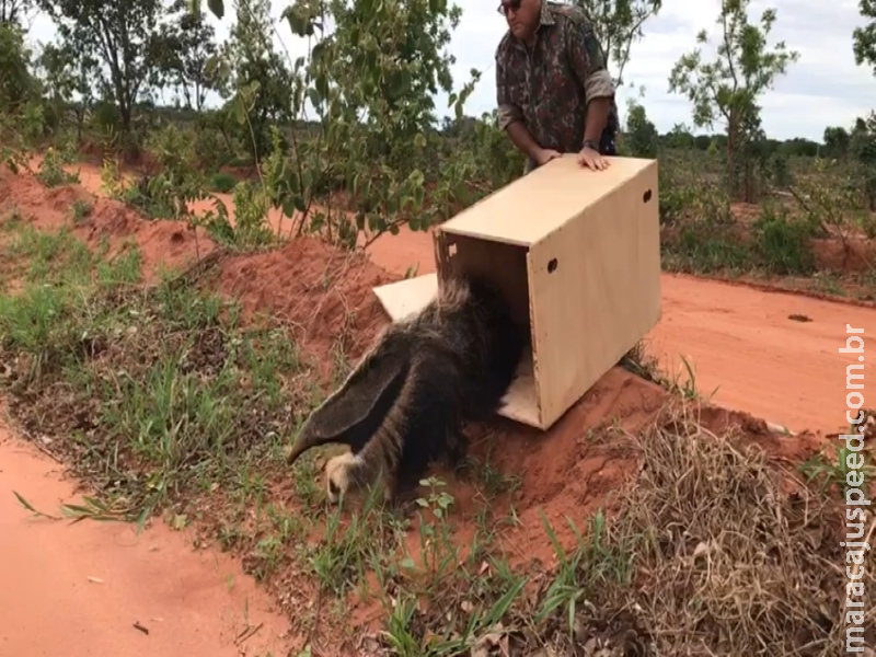 Polícia Militar Ambiental de Três Lagoas captura tamanduá-bandeira em pátio de indústria na cidade