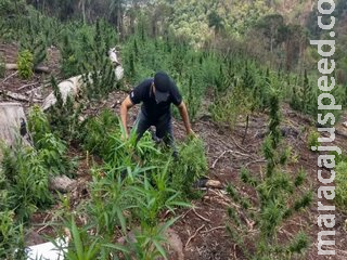 Polícia paraguaia encontra roças de maconha em reserva ambiental