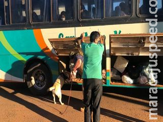 Policiais paraguaios encontram maconha misturada com mandioca 