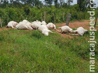 17 cabeças de gado morrem eletrocutadas após chuva em cidade de MS 17 cabeças de gado morrem eletrocutadas após chuva em cidade de MS