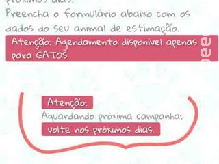 Agendamento para castração de gatos no CCZ esgota em 1 minuto e frustra cuidadores em Campo Grande Agendamento para castração de gatos no CCZ esgota em 1 minuto e frustra cuidadores em Campo Grande