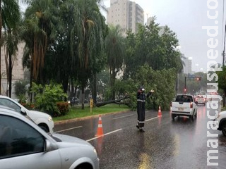 Árvore cai durante chuva na Afonso Pena e deixa trânsito lento no Centro Árvore cai durante chuva na Afonso Pena e deixa trânsito lento no Centro