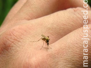 Com alta incidência nos 79 municípios, MS tem mais de 72,7 mil notificações de dengue Com alta incidência nos 79 municípios, MS tem mais de 72,7 mil notificações de dengue