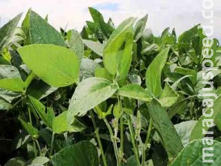 Com expectativa de produzir 11,5 milhões de toneladas, produtores de MS encerram plantio da soja Com expectativa de produzir 11,5 milhões de toneladas, produtores de MS encerram plantio da soja