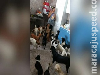 Com foto de cães pedindo comida, cuidadora é surpreendida ao receber 300 kg de ração em Campo Grande Com foto de cães pedindo comida, cuidadora é surpreendida ao receber 300 kg de ração em Campo Grande