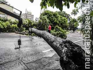 Com ventos de até 60km/h, árvore de grande porte cai e interdita rua no Bairro Amambaí
