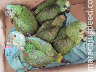 Em 2020, PMA aplicou R$ 41 mil em multas por tráfico de animais silvestres Em 2020, PMA aplicou R$ 41 mil em multas por tráfico de animais silvestres