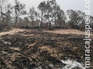 Em queda na gestão Bolsonaro, multas do Ibama somam R$ 20,7 milhões em MS; maioria no Pantanal Em queda na gestão Bolsonaro, multas do Ibama somam R$ 20,7 milhões em MS; maioria no Pantanal