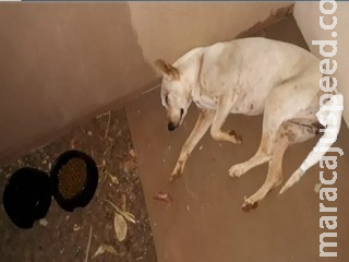 Flagrado pelado com cadela, homem é preso suspeito de abusar de animal em MS Flagrado pelado com cadela, homem é preso suspeito de abusar de animal em MS