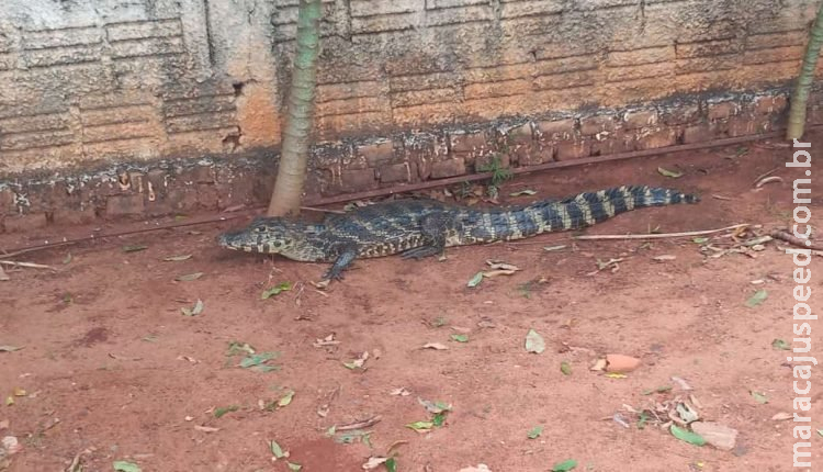 Jacaré assusta moradores ao dar uma ‘voltinha’ nas ruas de cidade de MS