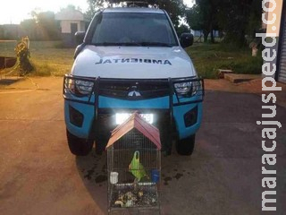 Jovem é multado em R$ 5 mil por manter papagaio ilegalmente em cativeiro