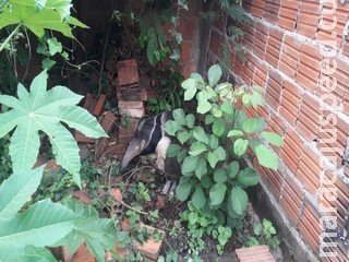 Mais um: Tamanduá-bandeira é resgatado em terreno abandonado no centro de Miranda