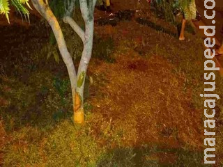Motociclista fica em estado grave ao bater cabeça contra árvore em Campo Grande Motociclista fica em estado grave ao bater cabeça contra árvore em Campo Grande
