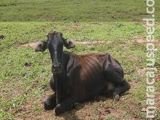Pecuarista é multado em R$ 8 mil por deixar 14 animais morrerem de fome Pecuarista é multado em R$ 8 mil por deixar 14 animais morrerem de fome