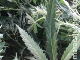 Trio é preso após furto e polícia encontra plantação de maconha no momento da prisão